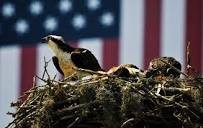Las Vegas Young Eagles